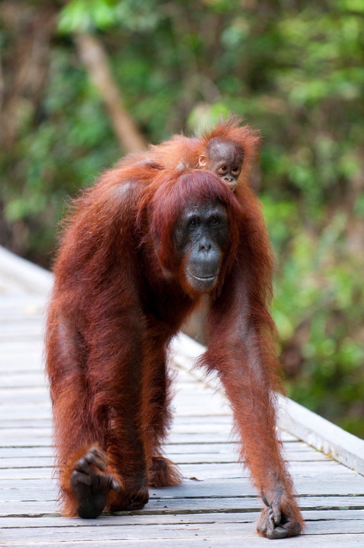 Alisa & Lysandra’s Commitment to Orangutan Conservation: A Partnership with OFIA