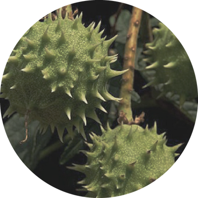 Horse Chestnut Extract