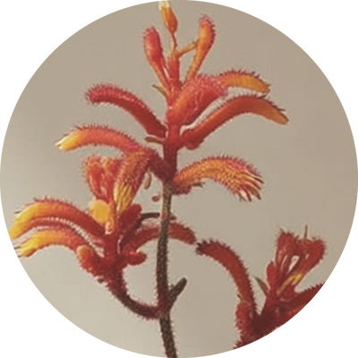 Kangaroo Paw Extract
