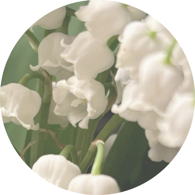 HF_Ingredient-Imagery_Lily_1.png