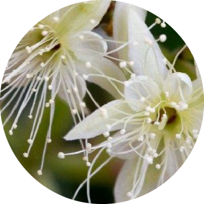 Lemon Myrtle