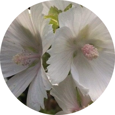 White Musk