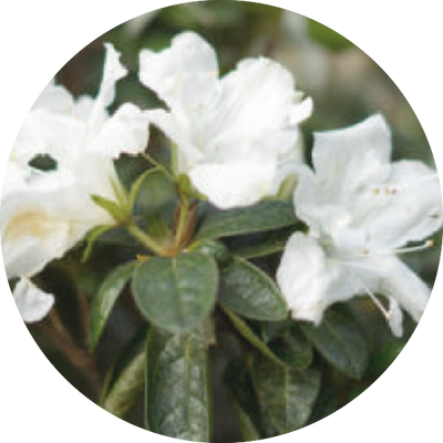 White Tea