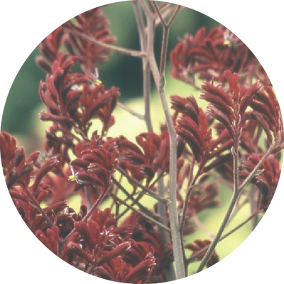 Kangaroo Paw Flower Extract