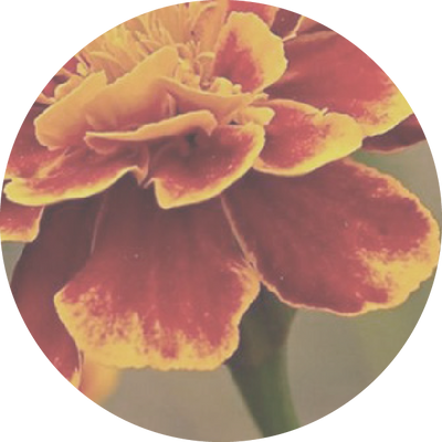 Marigold Flower Extract + Sweet Almond Oil 