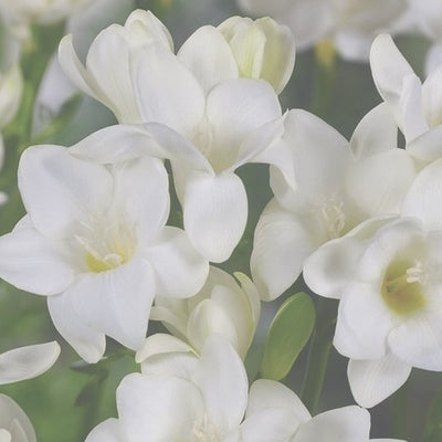 Freesia